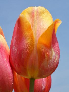 BULB 