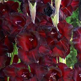 Flower Bulbs