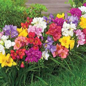 Flower Bulbs