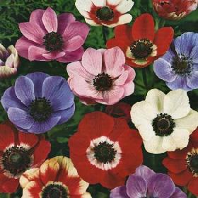 Flower Bulbs
