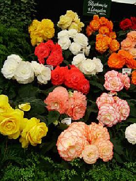 Flower Bulbs