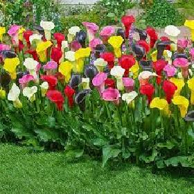 Flower Bulbs