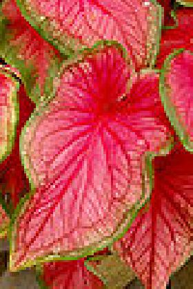 Flower Bulbs