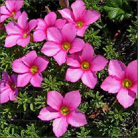 Flower Bulbs