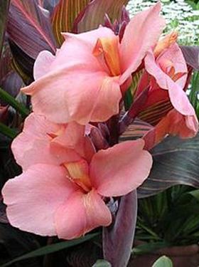 Flower Bulbs