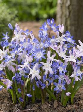 Flower Bulbs