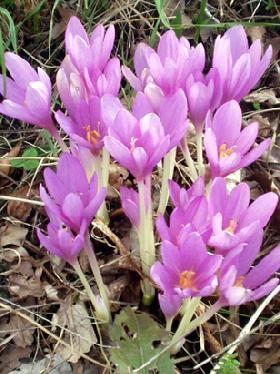 Flower Bulbs