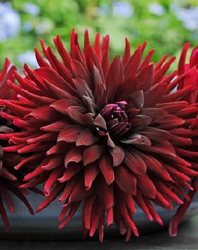 Flower Bulbs