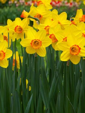 Flower Bulbs