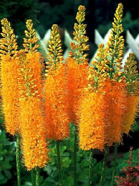 Flower Bulbs