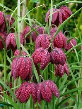 Flower Bulbs