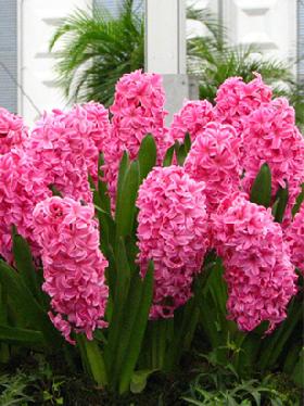 Flower Bulbs