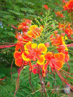 Flower Bulbs