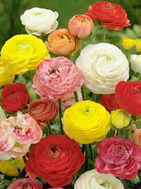 Flower Bulbs