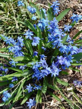 Flower Bulbs