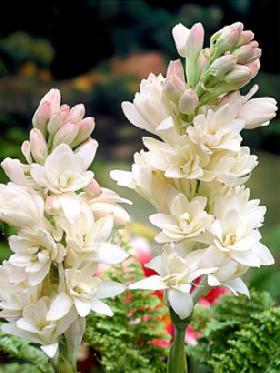 Flower Bulbs