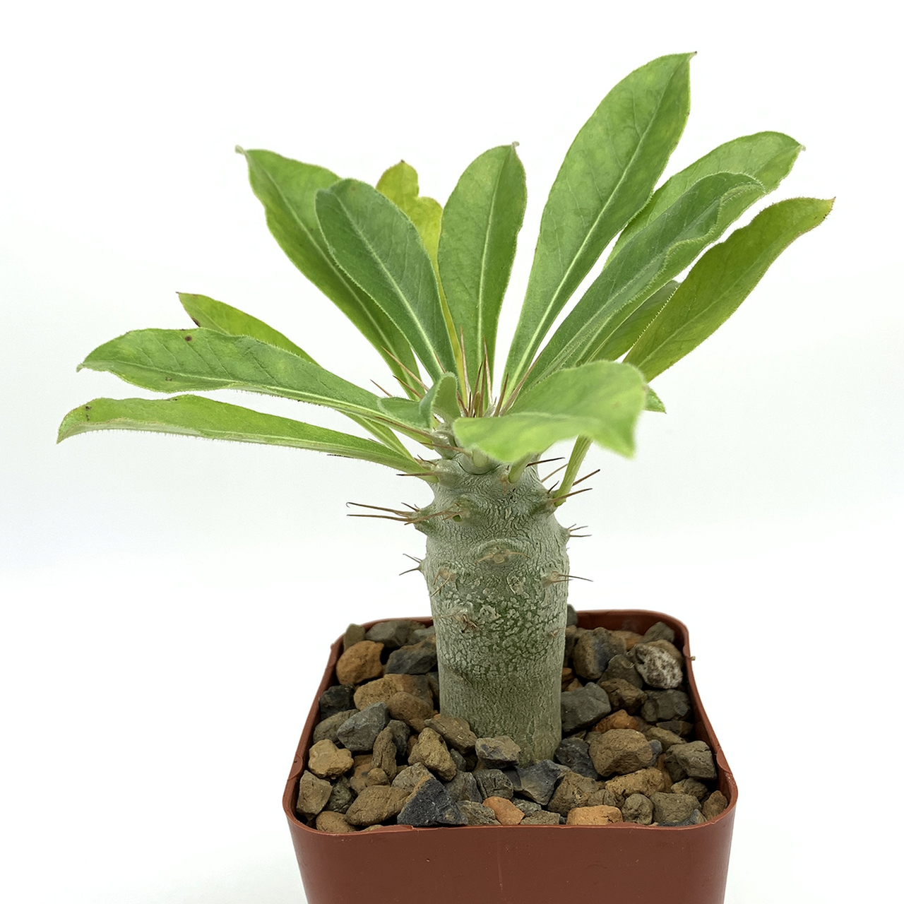 acalypha hispida plant