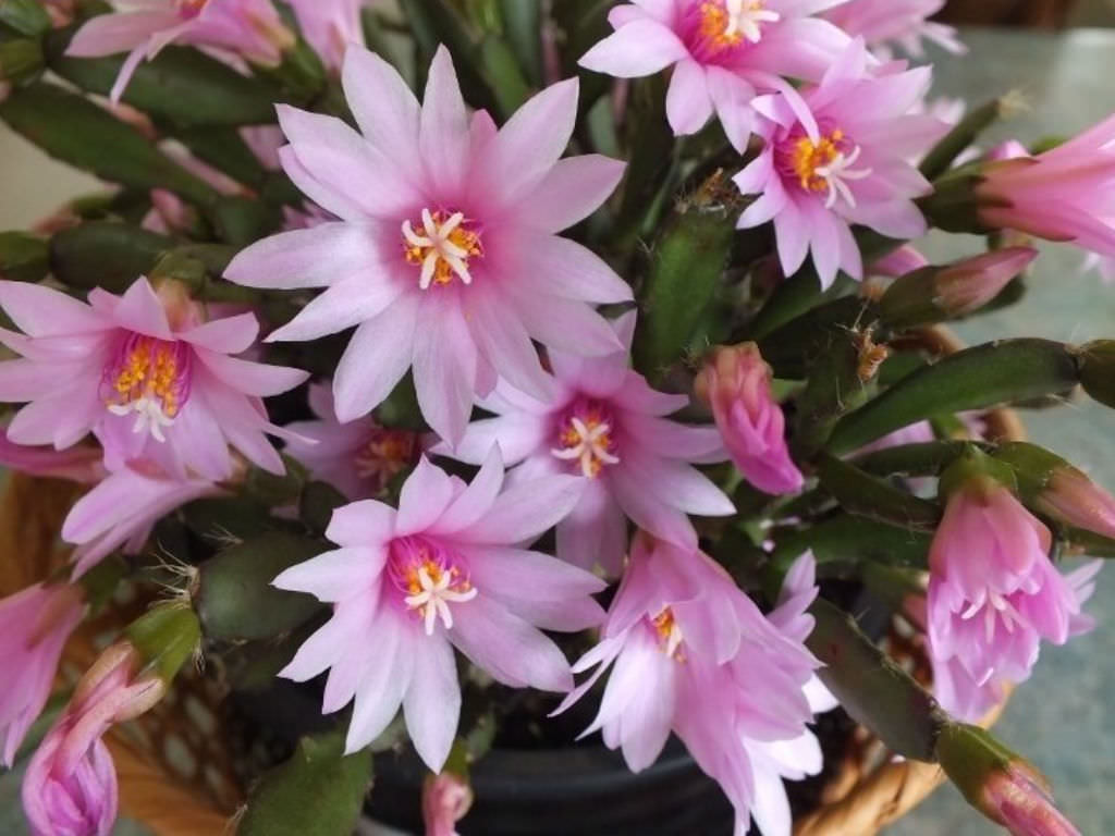 rhipsalidopsis rosea plant