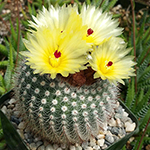 notocactus scopa cactus