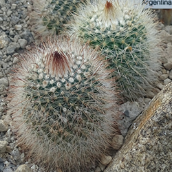parodia mutabilis cactus