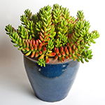 sedum rubrotinctum cactus