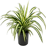 Chlorophytum Comosum Plant