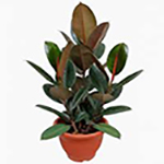 Ficus Elastica Plant
