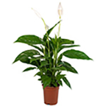 Peace Lily Plant