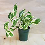 Pothos Plant