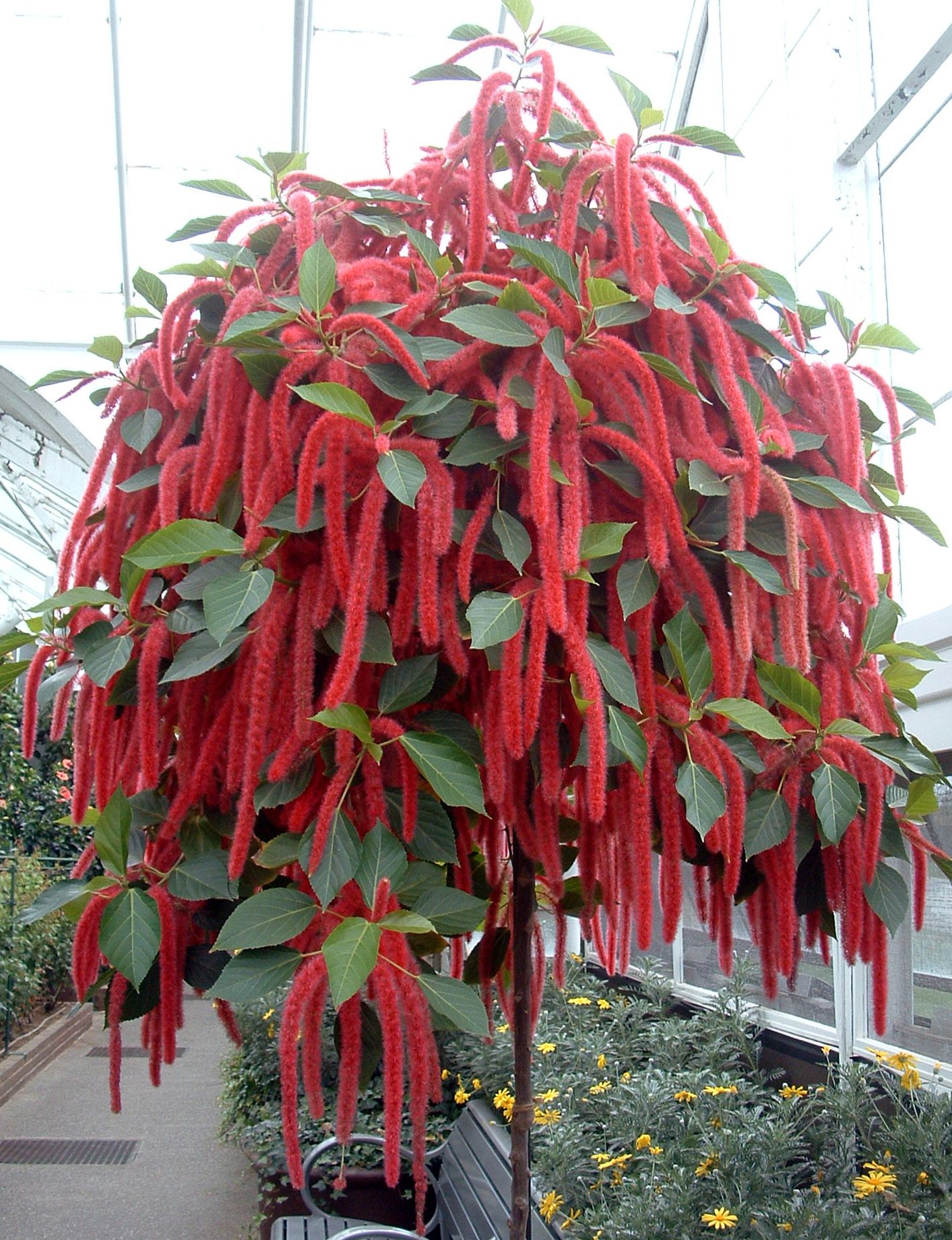 acalypha hispida plant