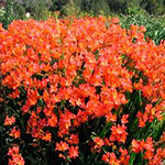 Crocos Flower Bulbs