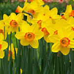 Daffodil Flower Bulbs