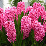 Hyacinth Flower Bulbs