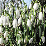 Snowdrop Flower Bulbs