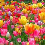 Tulip Flower Bulbs